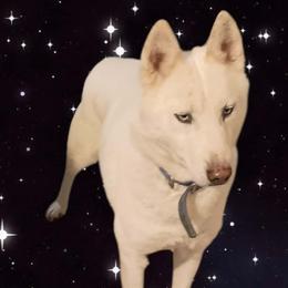 Poodles and Siberian Huskies from Warburton's Heavenly Kennels
