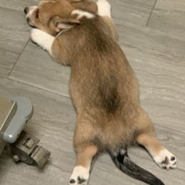 Cardigan Welsh Corgi Puppies from Luxe Cardigan Welsh Corgis