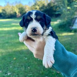 Snoopy - Tri-color male Bernedoodle puppy in Lancaster, Missouri from Cavapoo Acres