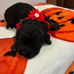 Holly - Black and white female Cockapoo puppy in Brookings, South Dakota from Hofer Pups