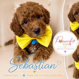 Sebastian - Apricot male Goldendoodle puppy in Spring Lake, North Carolina from Pawriffic Pups
