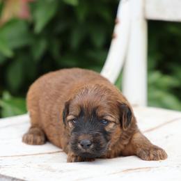 Pearl - Wheaten female Whoodle puppy in West Bend, Iowa from Blue Skies Terriers