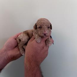 Jellybean - Red  female Goldendoodle puppy in Calera, Alabama from Red Mountain Minis