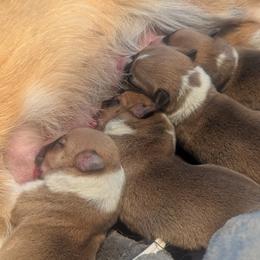 Girl 2 - Red female Pembroke Welsh Corgi puppy in Columbus, Ohio from Rose Water Corgis in Ohio