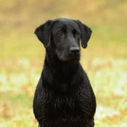 Labrador Retrievers from Troublesome Retrievers