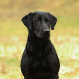 Labrador Retrievers from Troublesome Retrievers