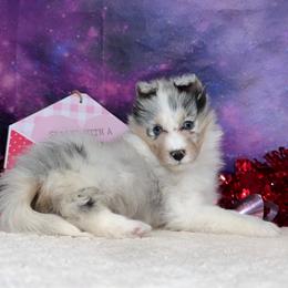Sugar - Blue merle white and tan female Shetland Sheepdog puppy in Elk, Washington from Asgard Shetland Sheepdogs