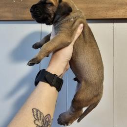 Great Dane Puppies from Mara Danes