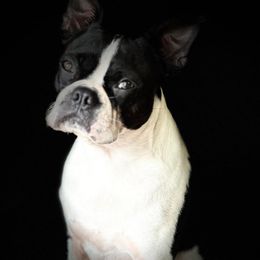 Pop - Boston Terrier