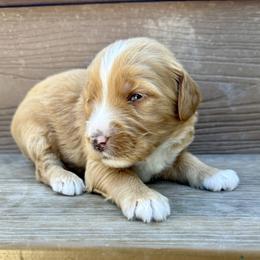 Pie - Red male Bernedoodle puppy in Springville, Utah from Oodles of Bernedoodles