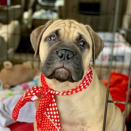 Bullmastiff Puppies from Amulet Bullmastiffs
