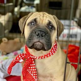 Bullmastiff Puppies from Amulet Bullmastiffs