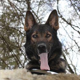 German Shepherds from Schrottplatz Landhai Kennel