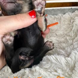 Barkley - Black and cream male Dachshund puppy in Atwood, Oklahoma from Holder’s Doxie Farm