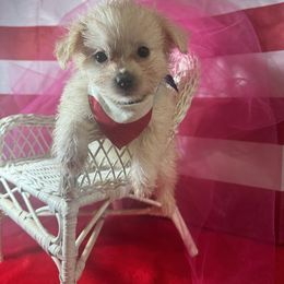 ROSE - Cream female Chihuahua puppy in Polo, Missouri from Blue Tails Farm