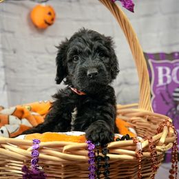 Assorted Doodle Crosses Puppies from Newfiedoodles of WNY