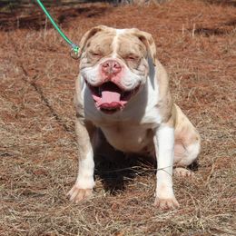Alapaha Blue Blood Bulldog All Grown Up from Chop Top Alapahas