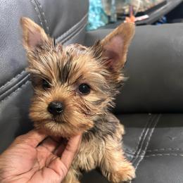 Charlie Brown - Black and tan male Yorkshire Terrier puppy in Ocala, Florida from Top Notch Pupz