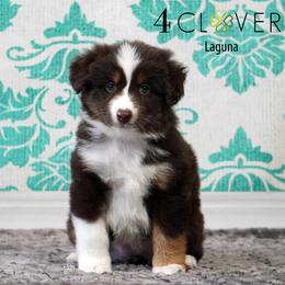 Laguna - Red tri-color female Miniature American Shepherd puppy in Carlisle, Pennsylvania from 4 Clovers Kennel