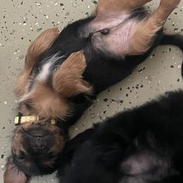 Morkie Puppies from Morkie Bears of Reno