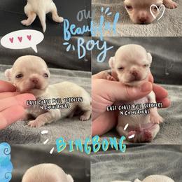 Bingbong - Cream male Chihuahua puppy in Kannapolis, North Carolina from East Coast Bull Terriers N Chihuahuas