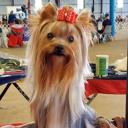 Tony - Yorkshire Terrier