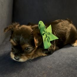 Yorkshire Terrier Puppies from Rosenthal Yorkies