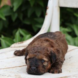 Matt - Red male Whoodle puppy in West Bend, Iowa from Blue Skies Terriers