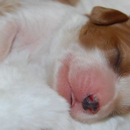 Cavalier King Charles Spaniels and Cavapoos from Dogwood & Sassafras Companions