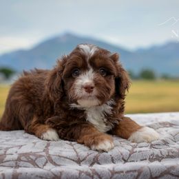 Idaho - Red tri-color female Aussiedoodle puppy in Hamilton, Montana from North Lake Aussies