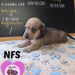 Pips - Red female Dachshund puppy in Hoquiam, Washington from Heyd's Mini Dachshunds