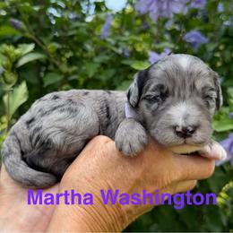 Martha (Washington) - Merle female Goldendoodle puppy in Newark, Ohio from Valleydayle Doodles and Wheatens