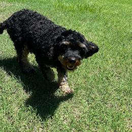 Sky - Cavapoo