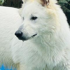 Octavia Rose - Berger Blanc Suisse