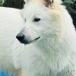 Octavia Rose - Berger Blanc Suisse