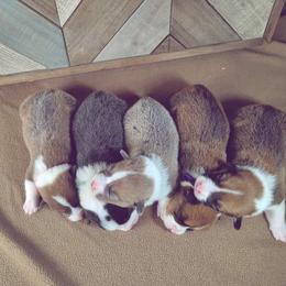 German Shepherd and Pembroke Welsh Corgi Puppies from J&R Shepherds & Corgis