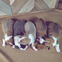 German Shepherd and Pembroke Welsh Corgi Puppies from J&R Shepherds & Corgis