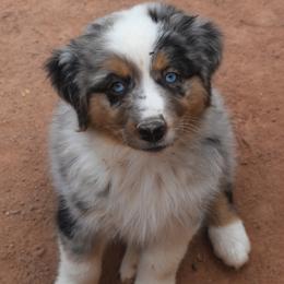Kodak - Blue merle male Australian Shepherd puppy in San Tan Valley, Arizona from Mott Ranch - Blazin' Sun Aussies