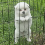 American Eskimo Dogs from Little Bear Kennels