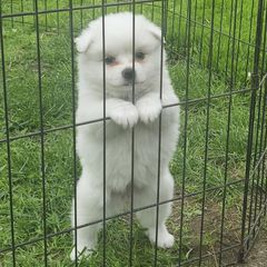 American Eskimo Dogs from Little Bear Kennels
