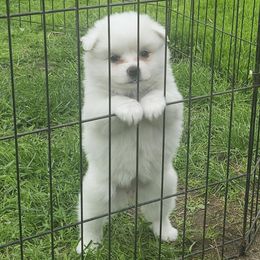American Eskimo Dogs from Little Bear Kennels