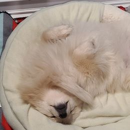 Pomeranians from Cynthia's Pomeranians