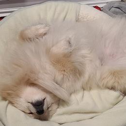 Pomeranians from Cynthia's Pomeranians
