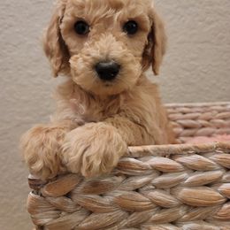 Goldendoodle Puppies from Heavenly Goldendoodles