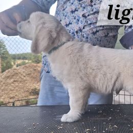Skylar - Light golden male Golden Retriever puppy in Chelan County, Washington from Sunhill English Goldens
