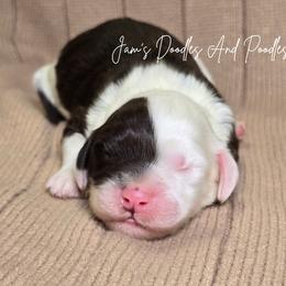 Boy 3 - Brown and white male Sheepadoodle puppy in Cleveland, Georgia from Jam's Doodles And Poodles