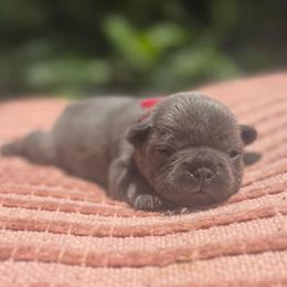 Fred - Blue male French Bulldog puppy in Salisbury, Maryland from 77 Frenchies Maryland