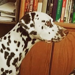 Tristan - Dalmatian