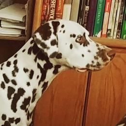 Tristan - Dalmatian