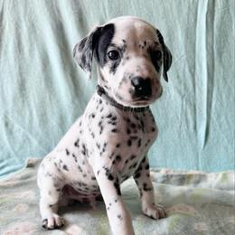 ICE - White and black male Dalmatian puppy in Travelers Rest, South Carolina from Cotton Top